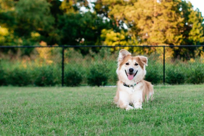Create the Ultimate Dog Park