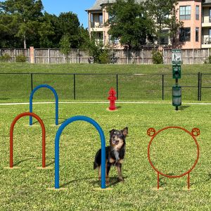 Dog Park Course - All the Essentials