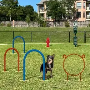 Dog Park Course - All the Essentials